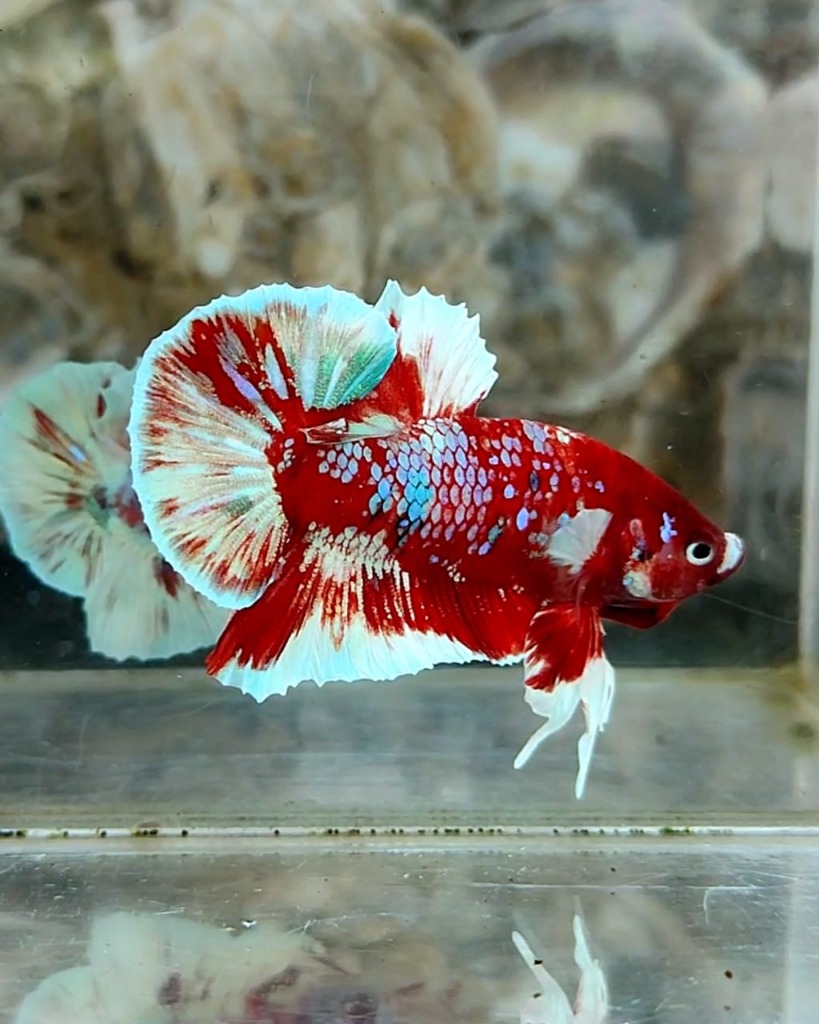 Barongsai Betta