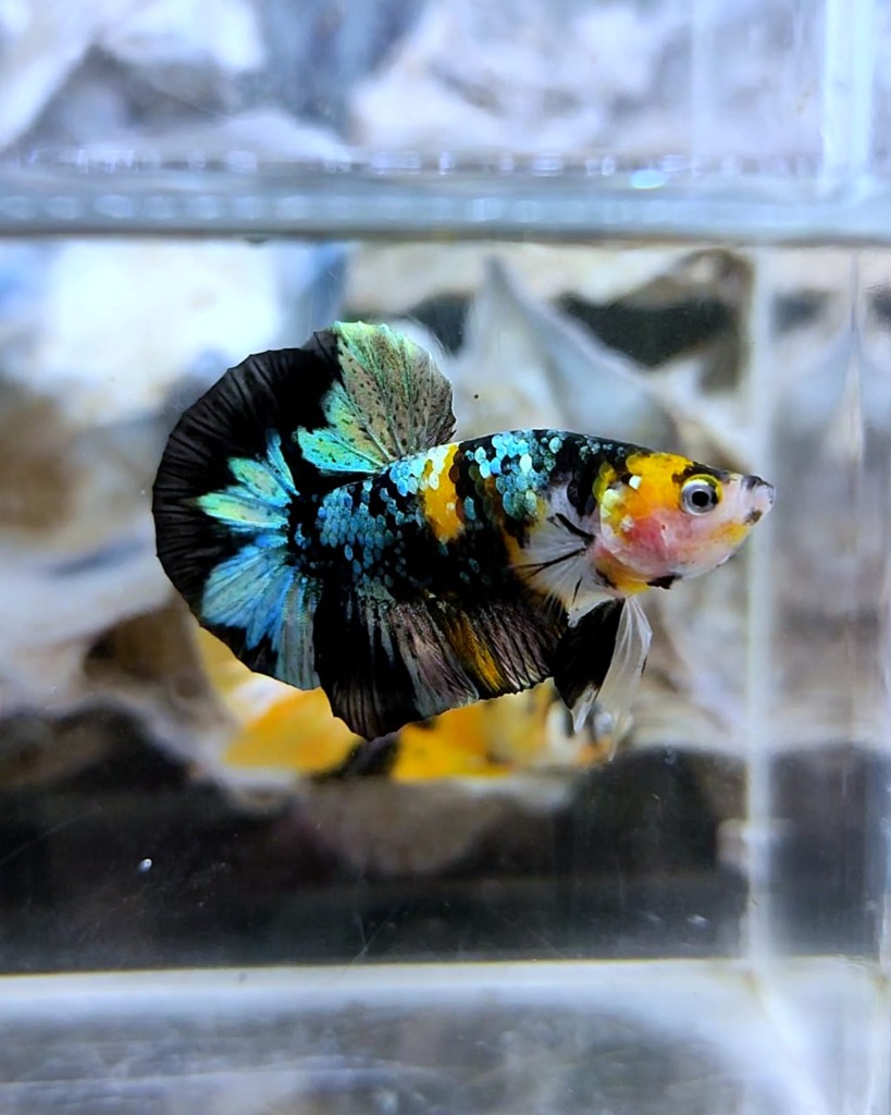 Bumblebee Betta